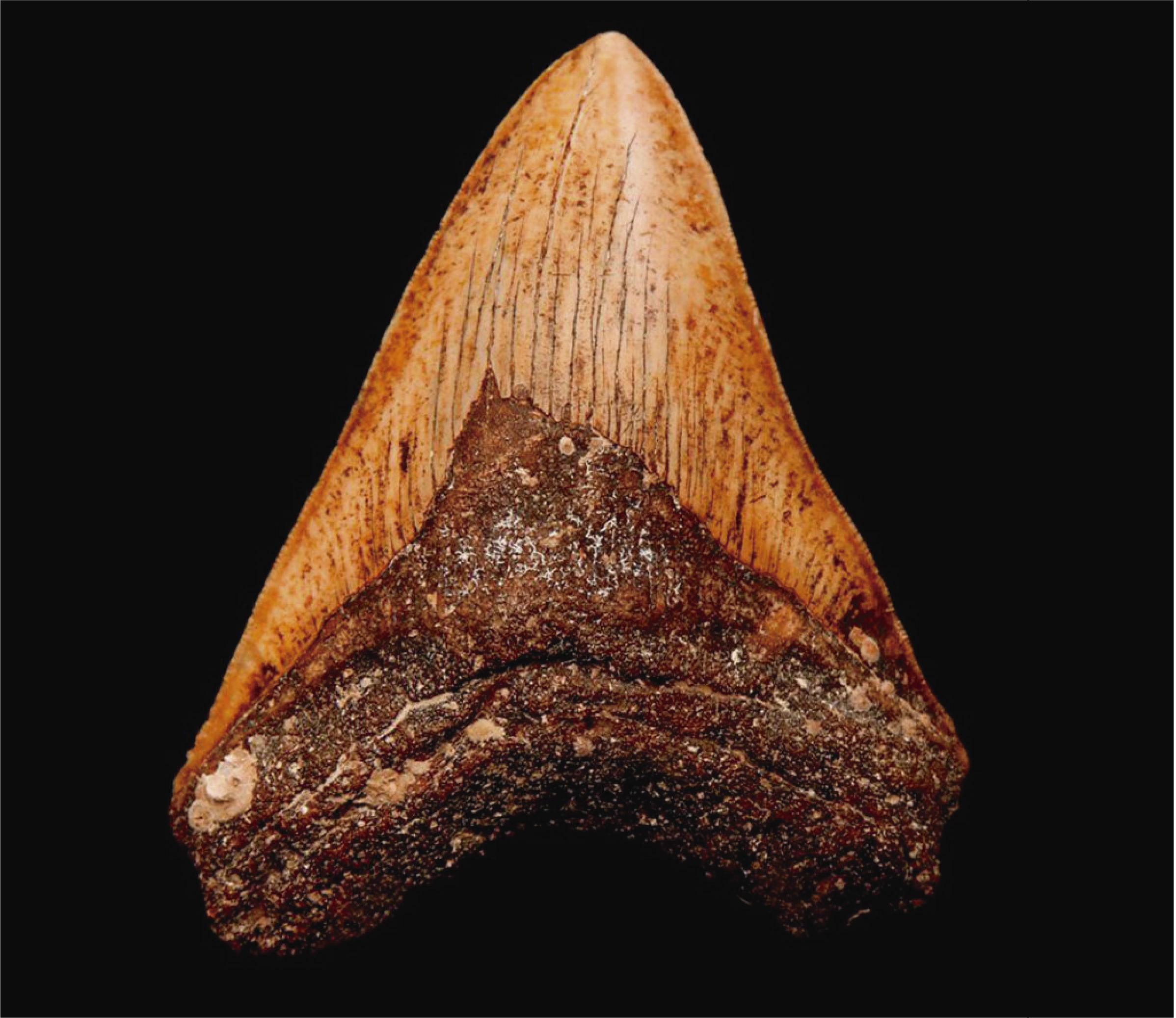 tooth